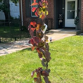 Photo of the plant species Forest Pansy Redbud by @NiceEllisia98 named Baesil on Greg, the plant care app