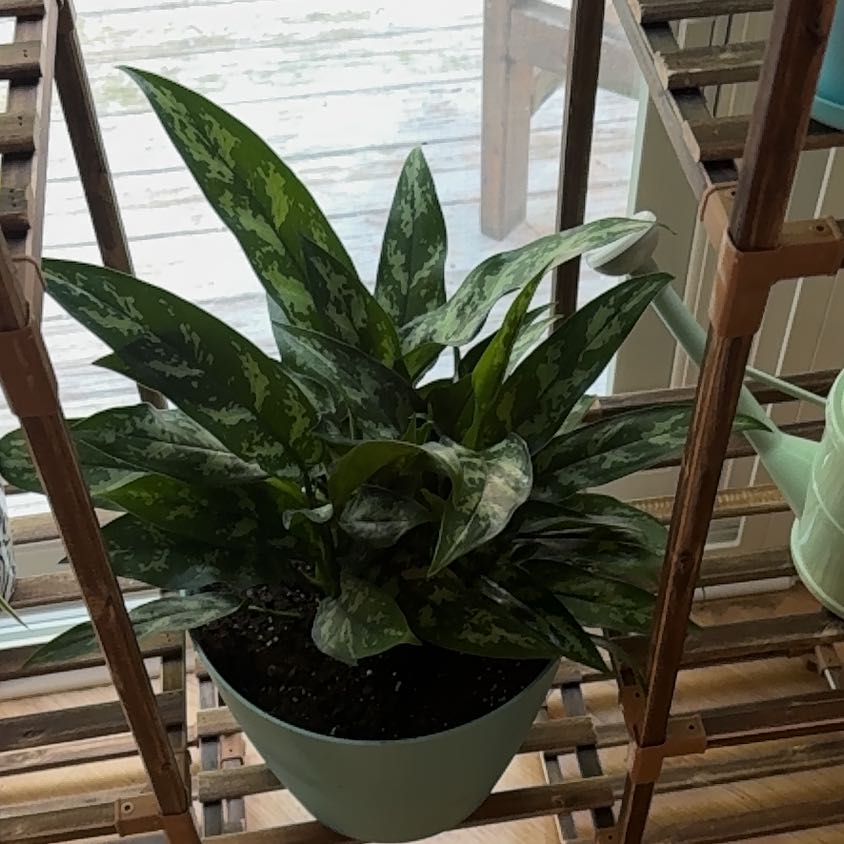 Photo of the plant species Aglaonema 'Emerald Beauty' by @NiceAchiote96 named Dorothy on Greg, the plant care app