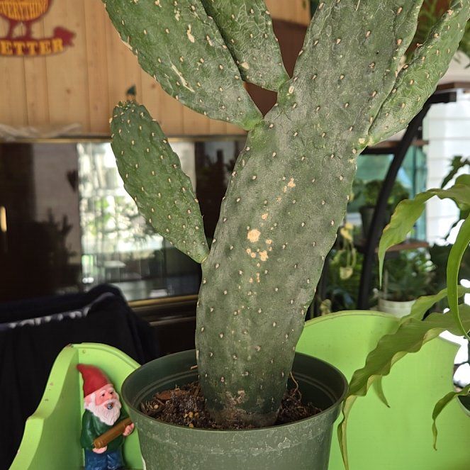 Photo of the plant species Roadkill Cactus by @SupremeLemon28 named Doja Cat on Greg, the plant care app