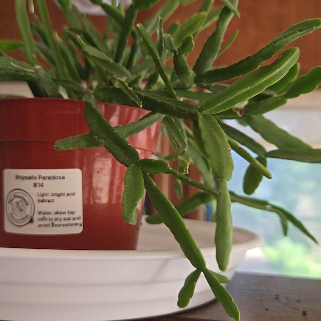 Photo of the plant species Rhipsalis paradoxa by @SupremeLemon28 named Figyonce on Greg, the plant care app