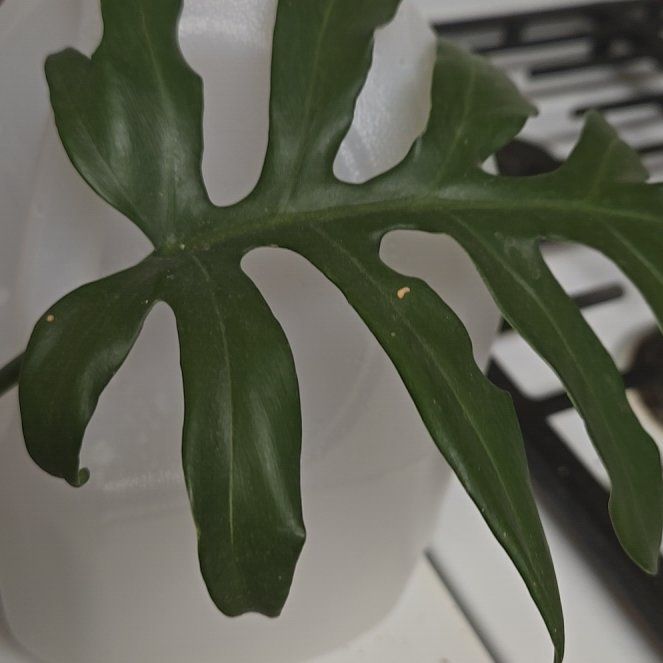 Photo of the plant species Philodendron distantilobum by @SupremeLemon28 named Rihanna on Greg, the plant care app