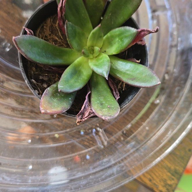 Photo of the plant species Echeveria x Raquel by @SupremeLemon28 named Gregarious on Greg, the plant care app