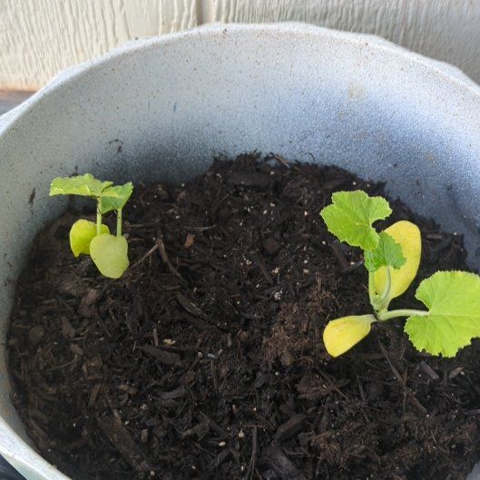 Photo of the plant species Black Beauty Zucchini by @JazzyKiekie91 named Rainier on Greg, the plant care app