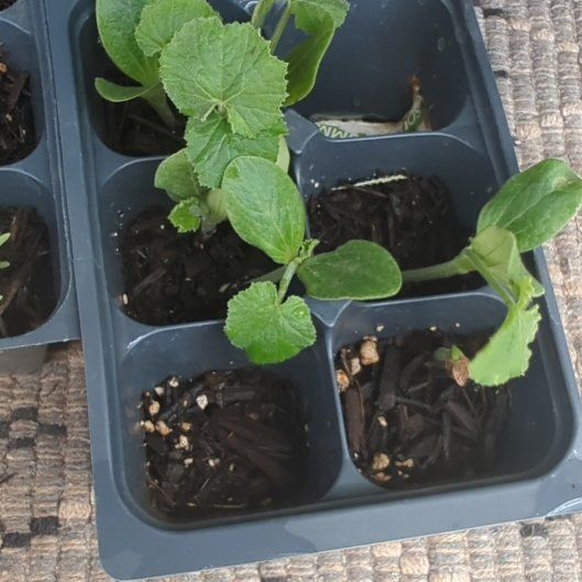 Photo of the plant species California Wonder Bell Pepper by @JazzyKiekie91 named Muhammad Ali on Greg, the plant care app