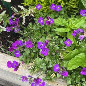 Photo of the plant species European Venus' Looking Glass by @UberSilkyoak83 named Forrest on Greg, the plant care app