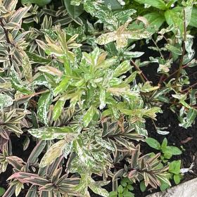 Photo of the plant species flamingo willow by @UberSilkyoak83 named Taylor Swift on Greg, the plant care app