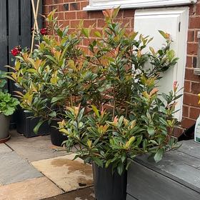 Photo of the plant species Red Tip Photinia by @UberSilkyoak83 named Rainier on Greg, the plant care app