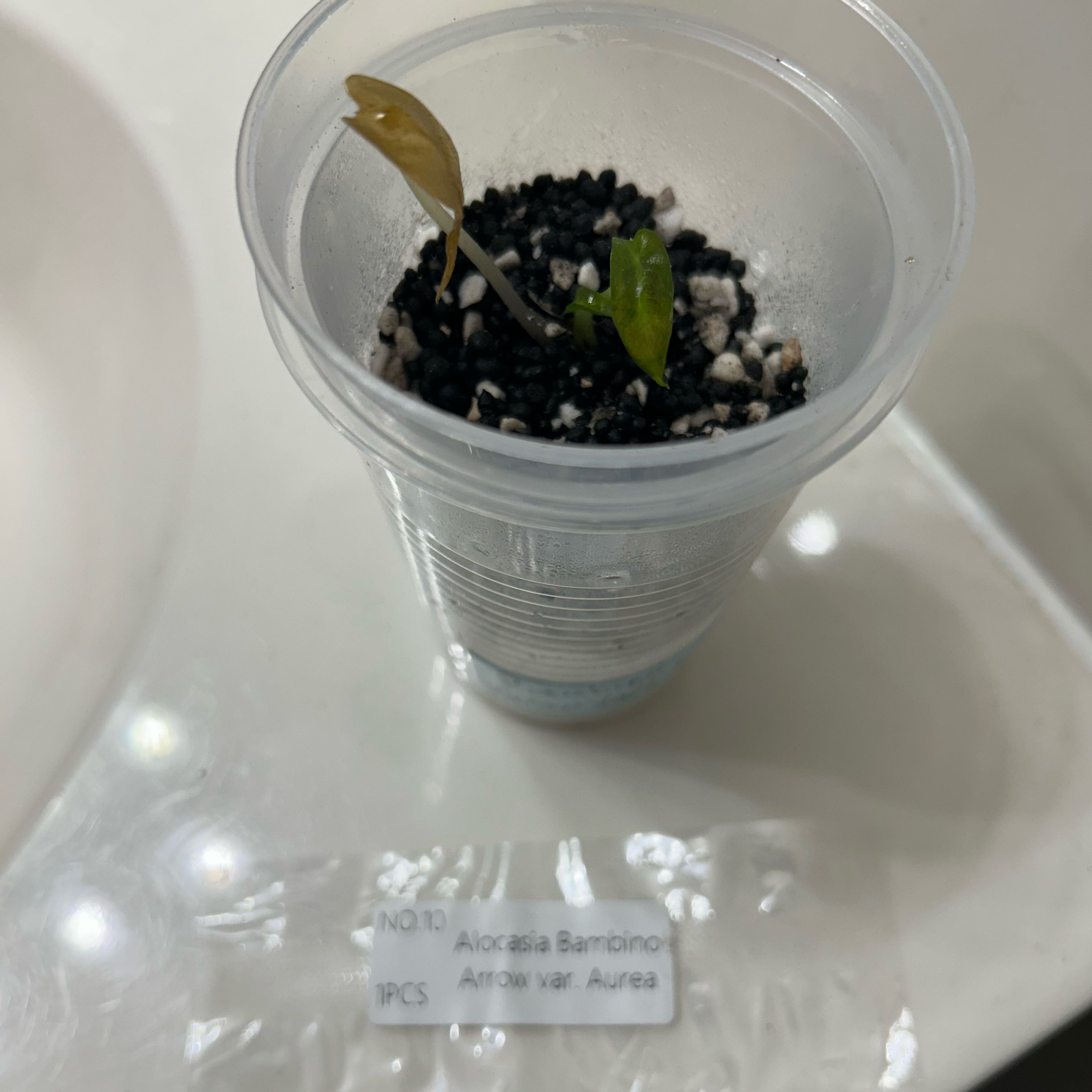 Photo of the plant species bambino arrow plant by @Zenzone25_ named Aegon on Greg, the plant care app