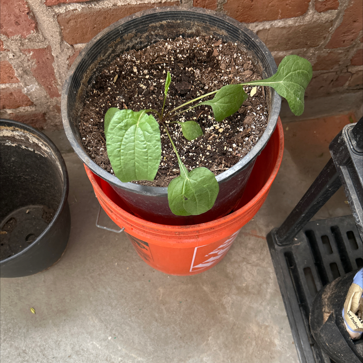 Photo of the plant species Coneflower by @Zenzone25_ named Homer on Greg, the plant care app