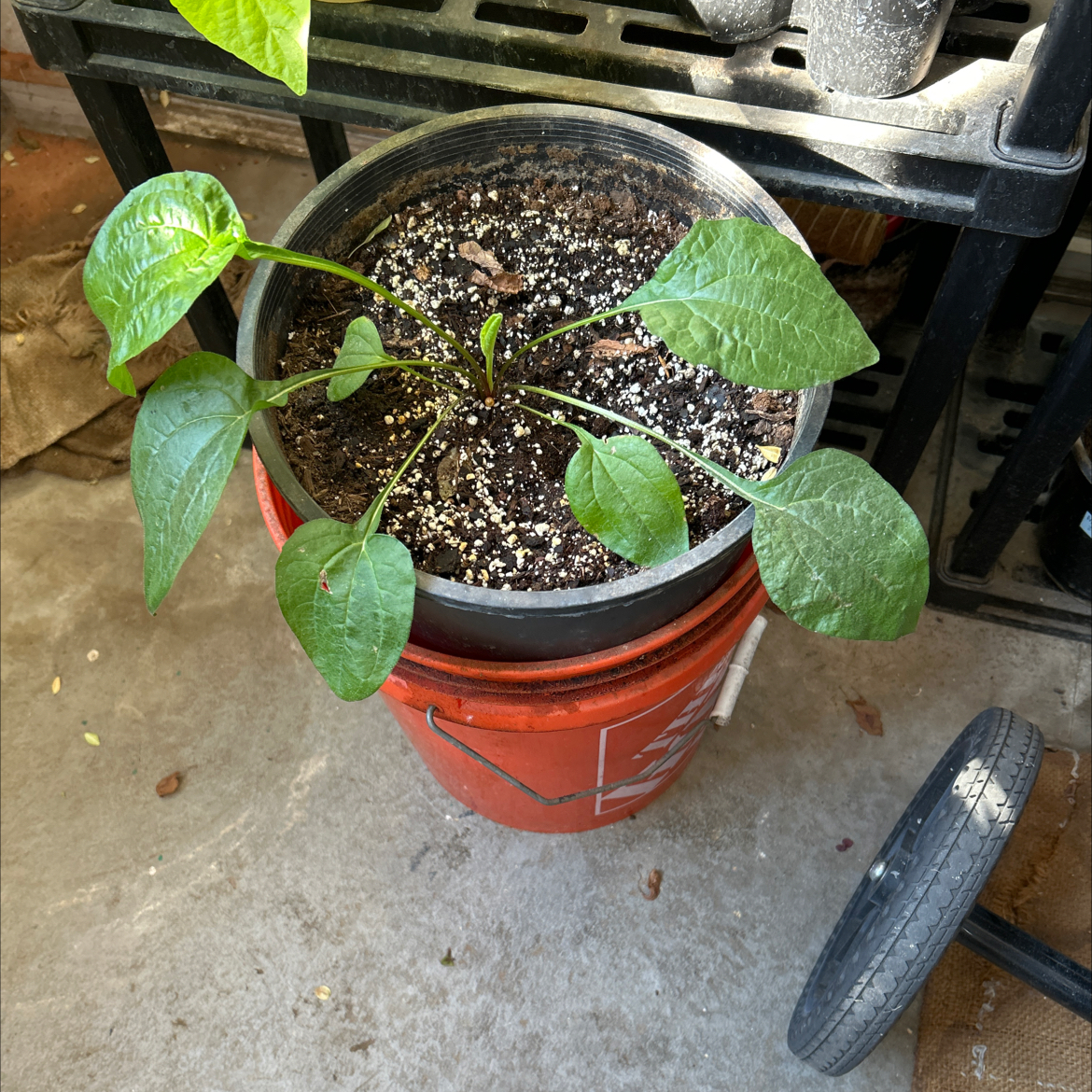 Photo of the plant species Coneflower by @Zenzone25_ named Homer on Greg, the plant care app