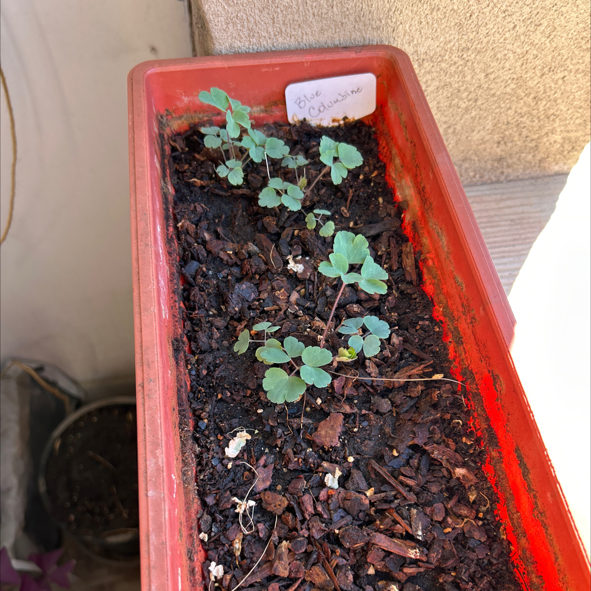 Photo of the plant species Colorado Blue Columbine by @Zenzone25_ named Sol on Greg, the plant care app