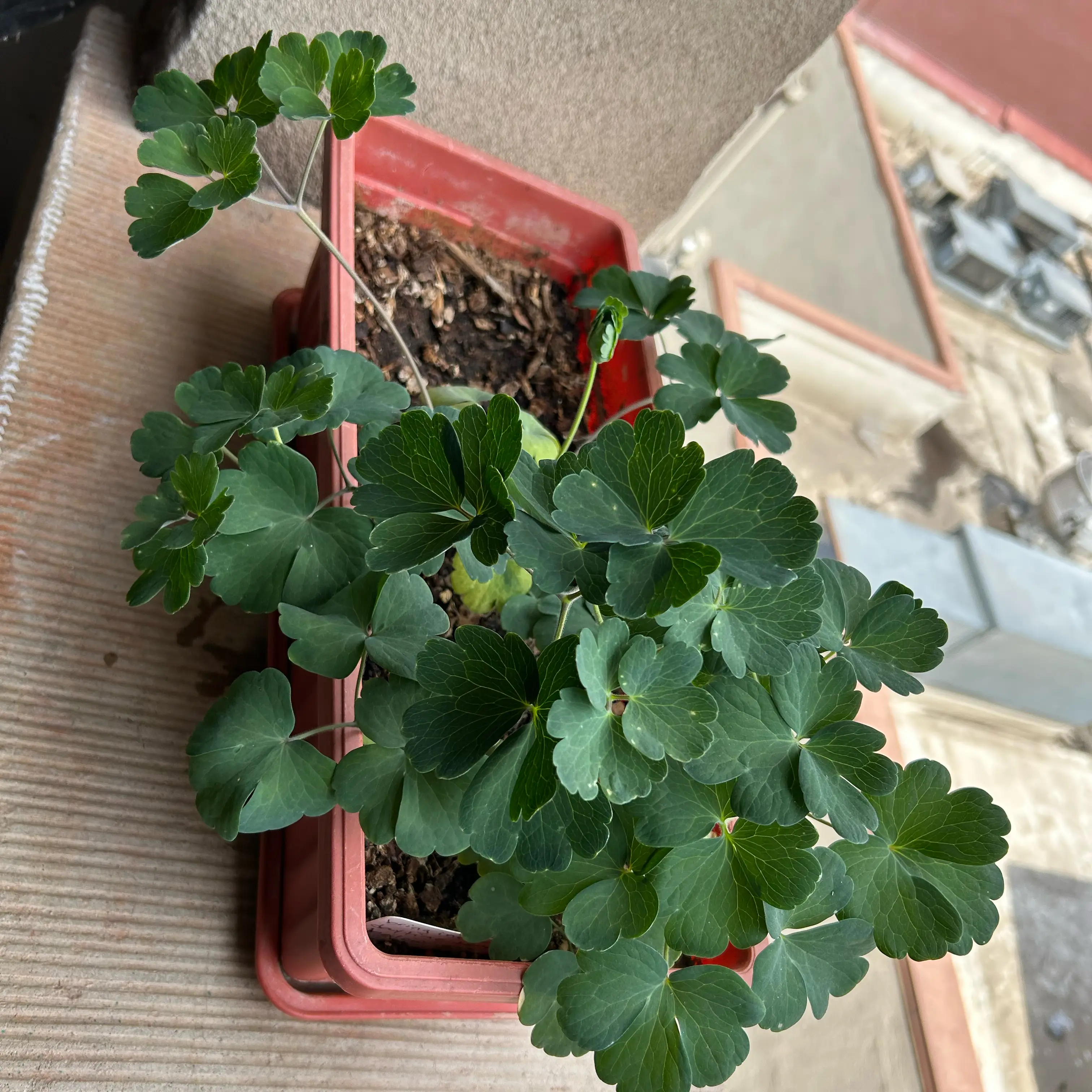 Photo of the plant species Colorado Blue Columbine by @Zenzone25_ named Sol on Greg, the plant care app