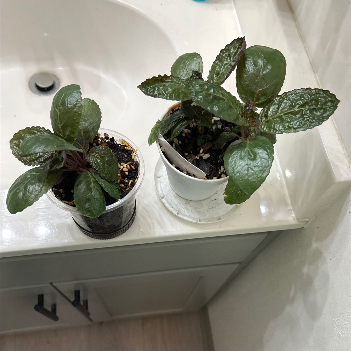 Photo of the plant species Purple Waffle Plant by @Zenzone25_ named Miley on Greg, the plant care app
