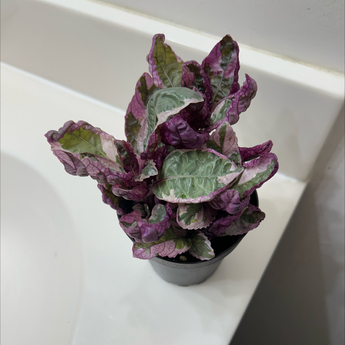 Photo of the plant species Snow White Waffle Plant by @Zenzone25_ named James Dean on Greg, the plant care app
