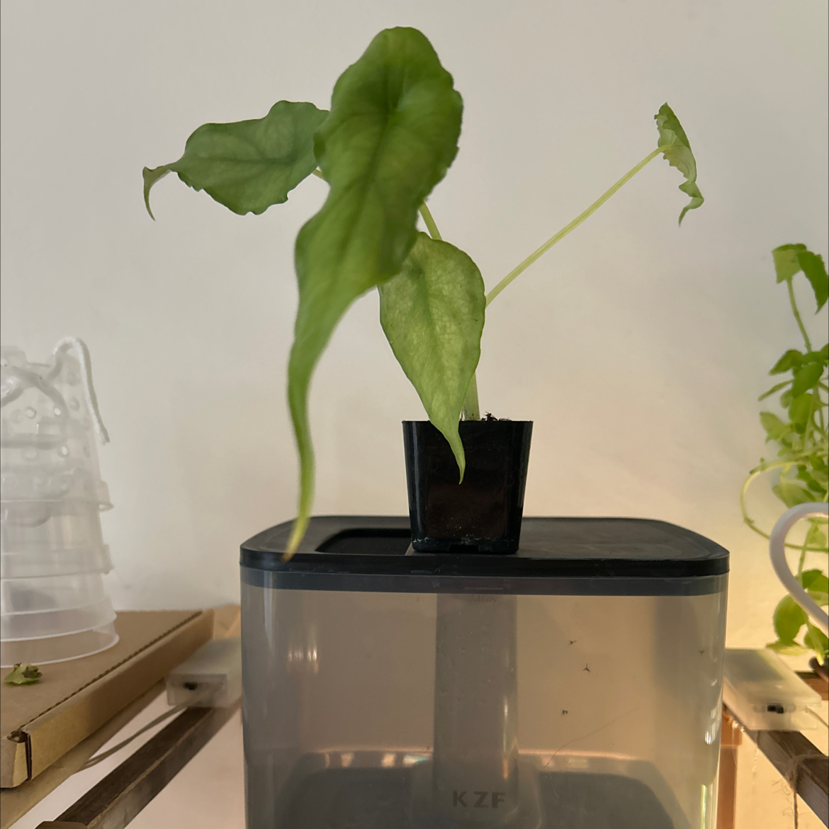 Photo of the plant species Alocasia dragons breath by @Zenzone25_ named Syrax on Greg, the plant care app