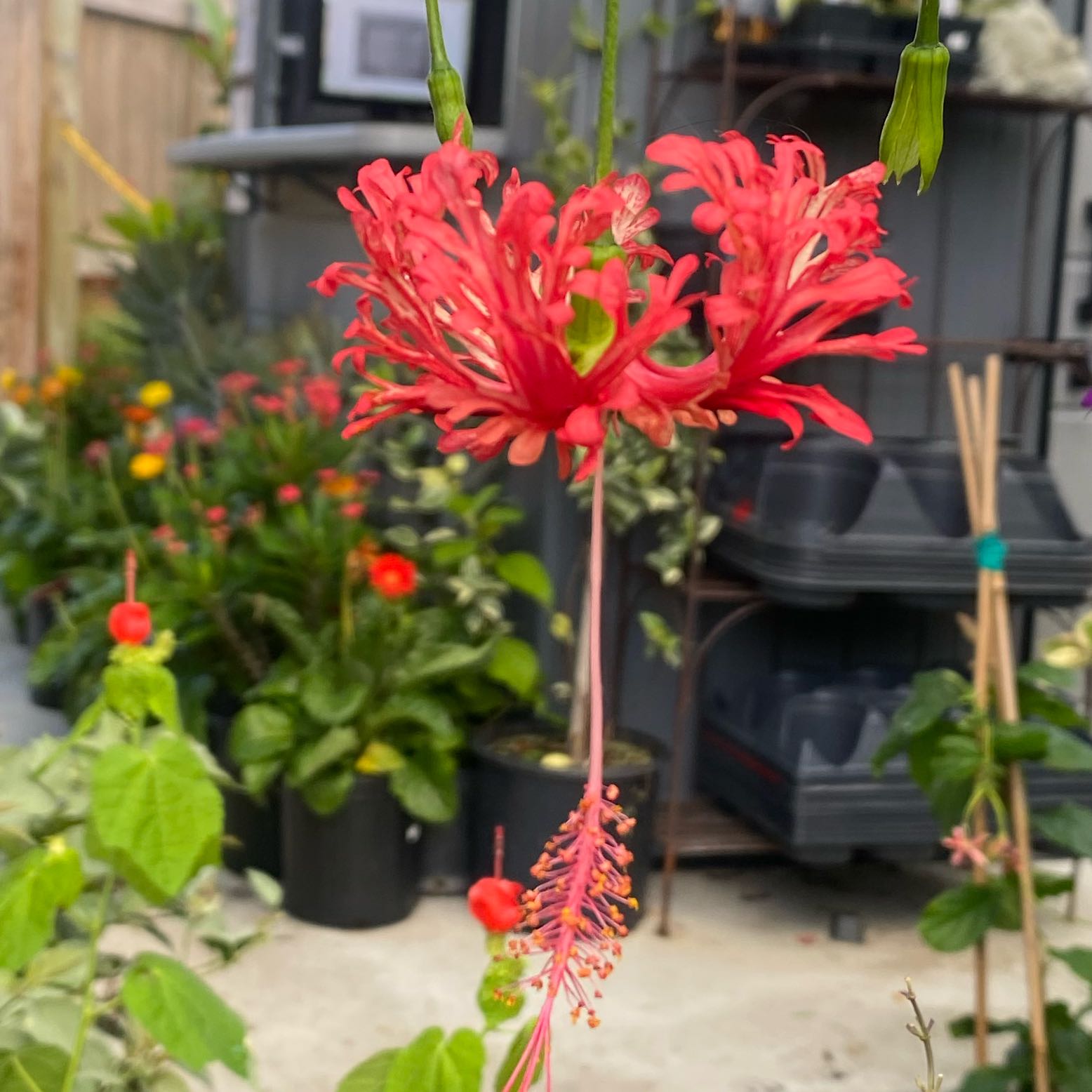 Photo of the plant species Japanese Lantern by @TopLithop23 named Walt on Greg, the plant care app