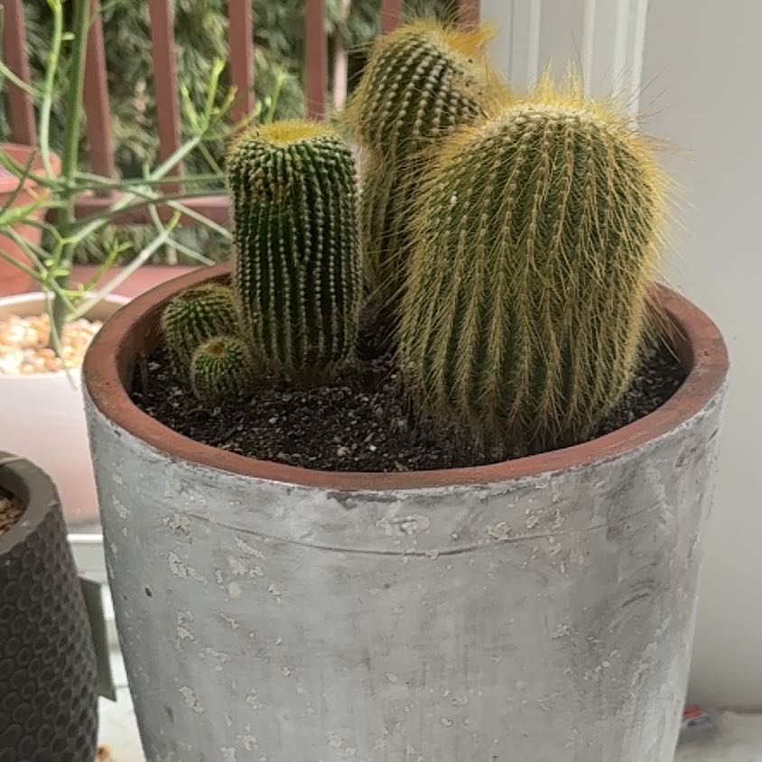 Photo of the plant species Lemon Ball Cactus by @AssuringBacopa named Osmo on Greg, the plant care app