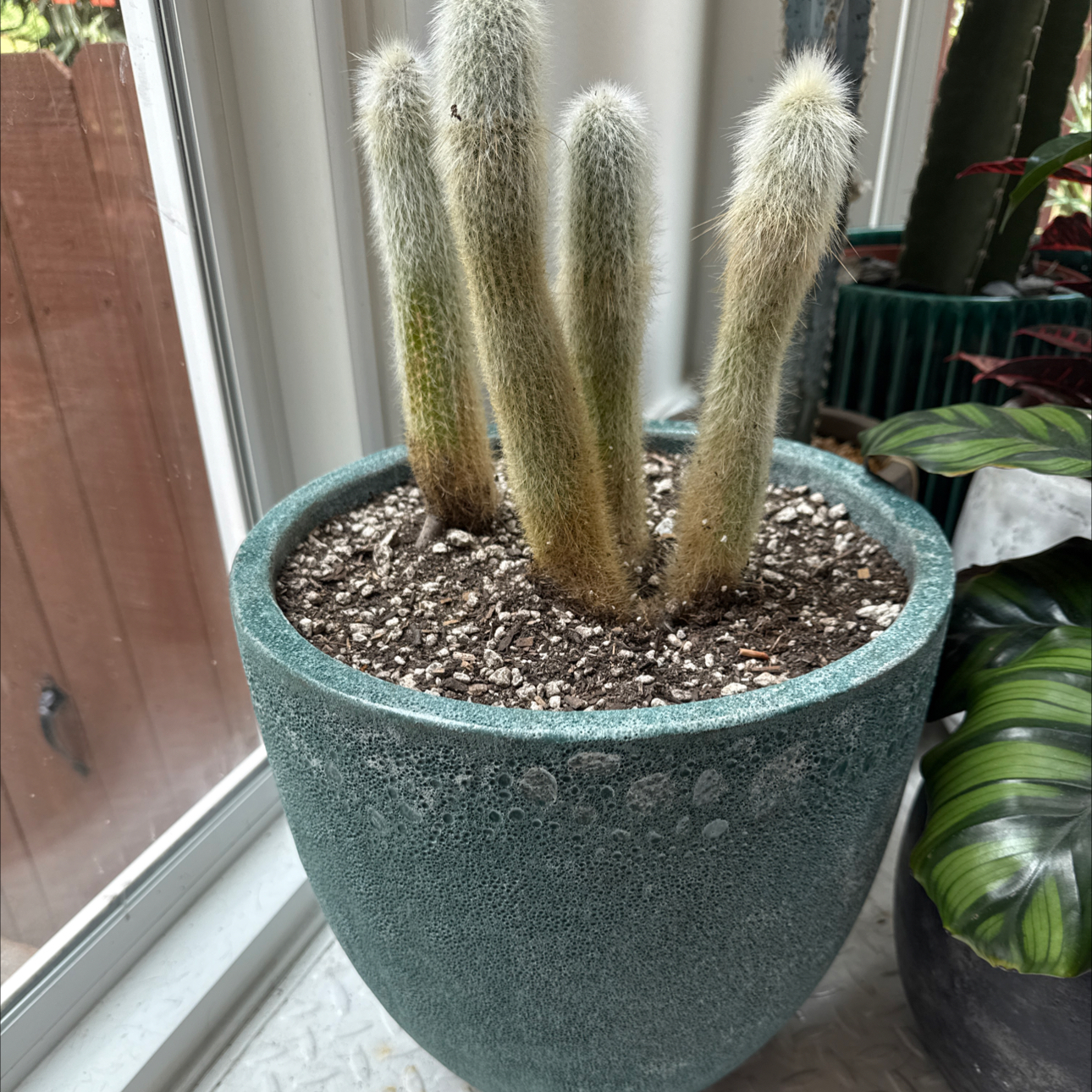 Photo of the plant species Silver Torch Cactus by @AssuringBacopa named Luna on Greg, the plant care app