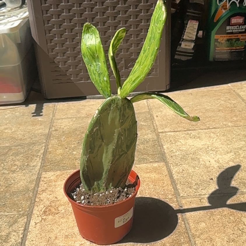 Photo of the plant species Variegated Prickly Pear Cactus by @TruthfulGray11 named Mando on Greg, the plant care app