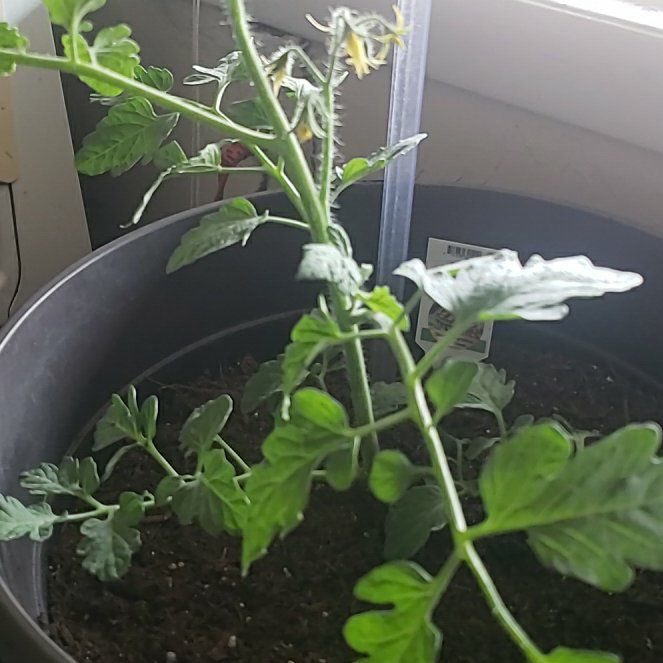 Photo of the plant species Tomato 'Chocolate Sprinkles' by @AlertCorn23 named Delilah on Greg, the plant care app