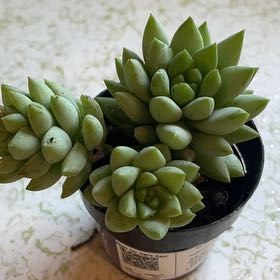 Photo of the plant species Sedeveria 'Peridot Passion' by @RulerOrchids28 named Drake on Greg, the plant care app