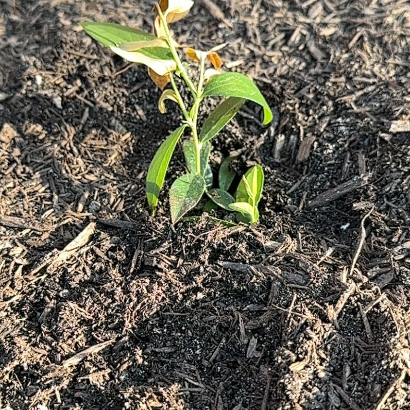 Photo of the plant species Pink Lemonade Blueberry Bush by @LuckyRedlog53 named Homer on Greg, the plant care app