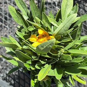 Photo of the plant species Butterfly Weed by @ZealChia0 named McKinley on Greg, the plant care app