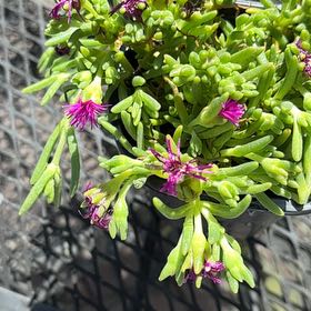 Photo of the plant species Myrtle-Leaf Milkwort by @ZealChia0 named Rihanna on Greg, the plant care app