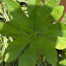 Photo of the plant species American Burnweed by @ZealChia0 named Muhammad Ali on Greg, the plant care app
