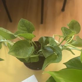 Photo of the plant species Pothos 'Lizard Queen' by @JollyRainbow93 named Messi on Greg, the plant care app