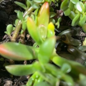 Photo of the plant species Creeping Coprosma by @ZingFrogbit75 named Einstein on Greg, the plant care app