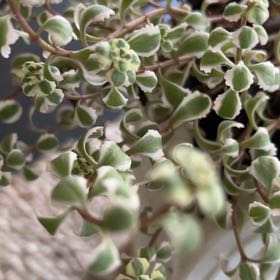 Photo of the plant species Caucasin stonecrop by @ReallyBoneset6 named Homer on Greg, the plant care app