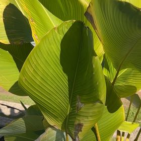 Photo of the plant species Cigar Plant by @ReallyBoneset6 named Rihanna on Greg, the plant care app