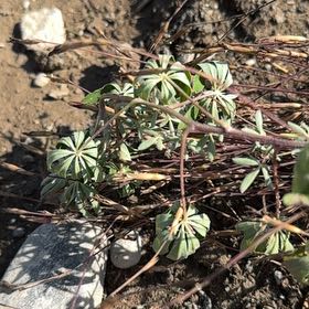 Photo of the plant species Wild Perennial Lupine by @HumaneAsarina60 named Stella on Greg, the plant care app