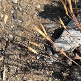 Photo of the plant species Barren Brome by @HumaneAsarina60 named Michelle Branch on Greg, the plant care app