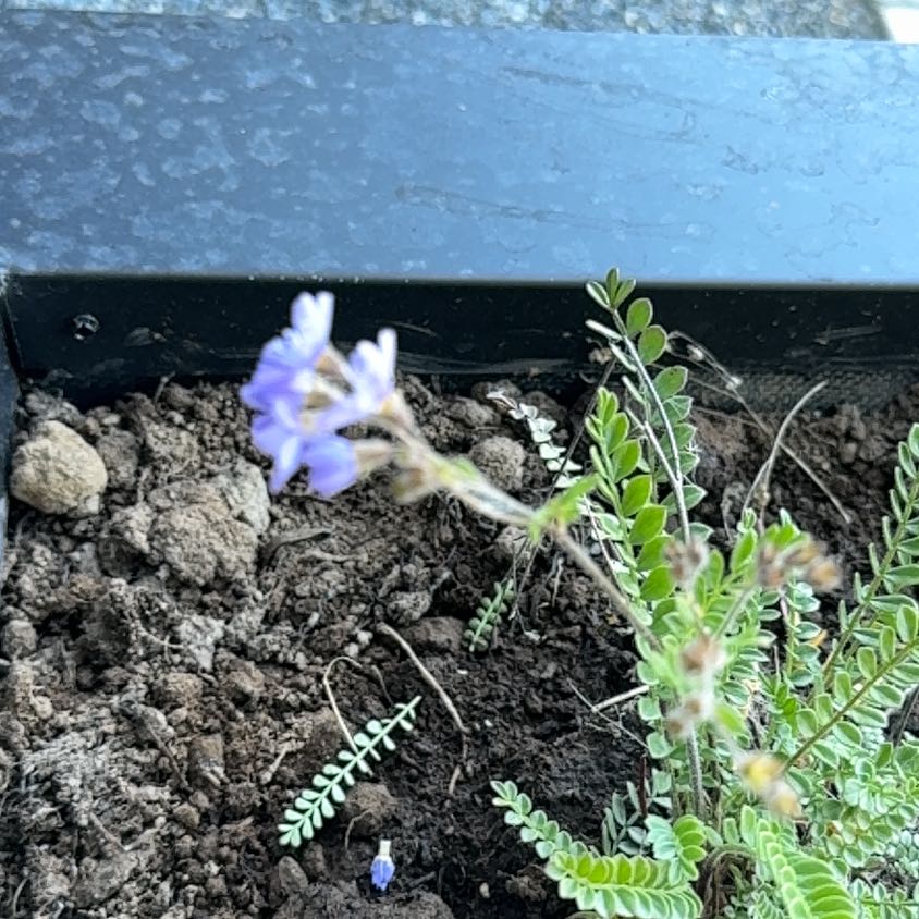 Photo of the plant species Pretty Jacob's-Ladder by @HumaneAsarina60 named Elina on Greg, the plant care app