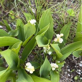 Photo of the plant species May Bells by @HumaneAsarina60 named Fernie Saunders on Greg, the plant care app