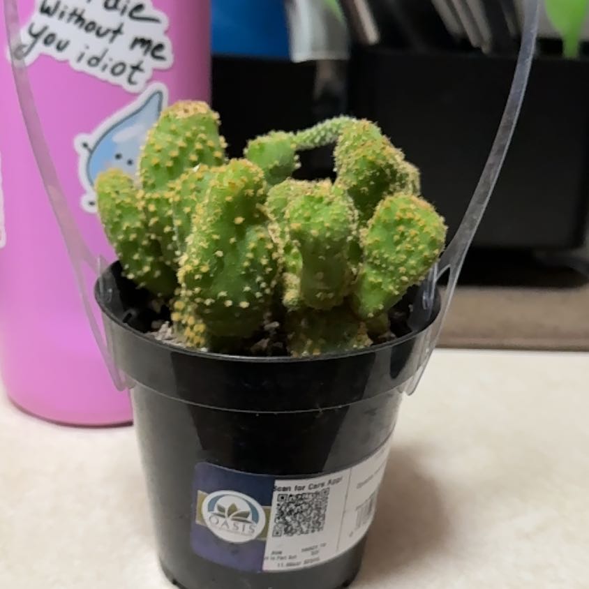 Photo of the plant species Crazy Bunny Ears by @PunchyRedash44 named Bunnii on Greg, the plant care app