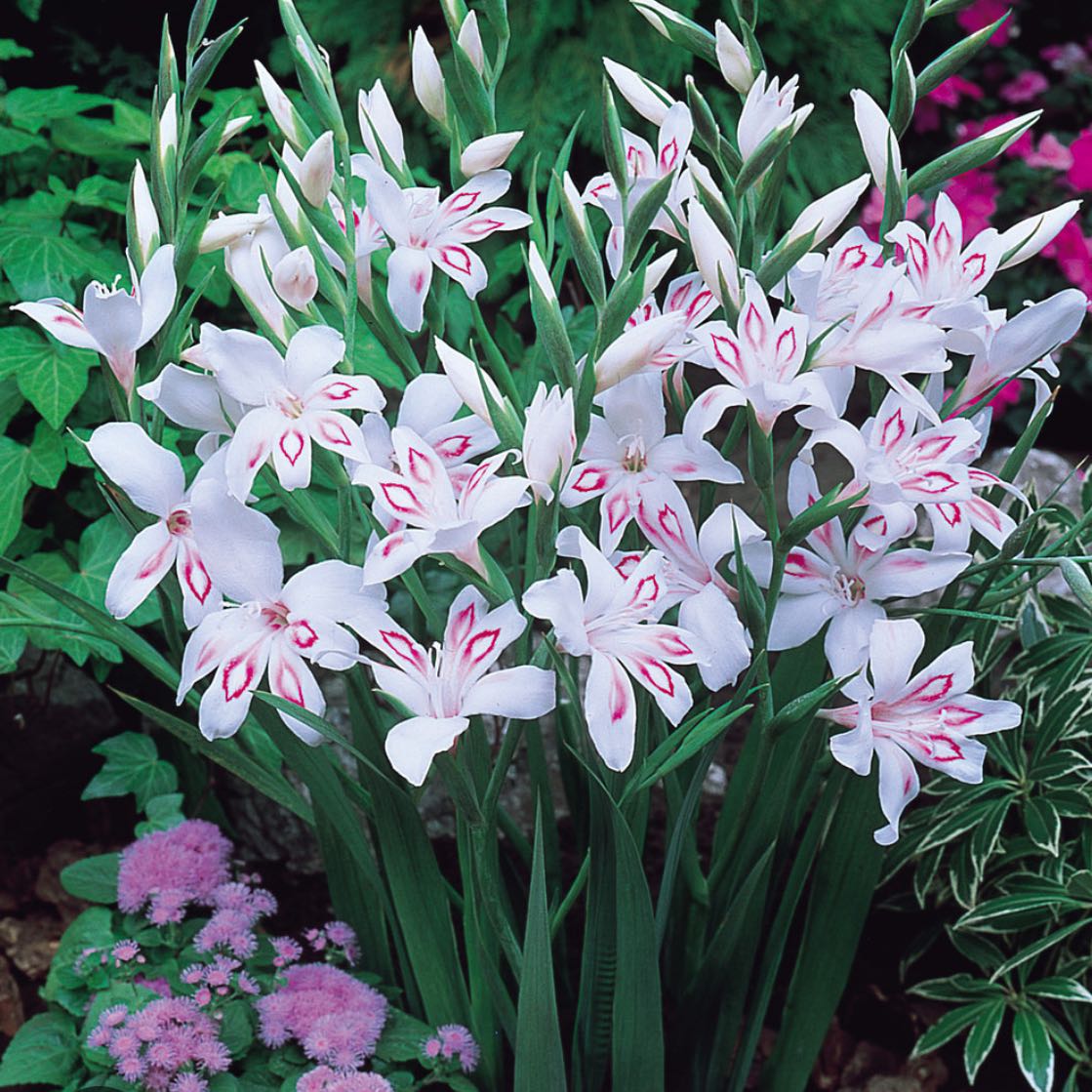 Photo of the plant species Sword Lily by @YiftHopsedge49 named Aristotle on Greg, the plant care app