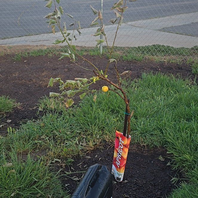 Photo of the plant species Apricot by @BossPinklaui47 named Lola on Greg, the plant care app