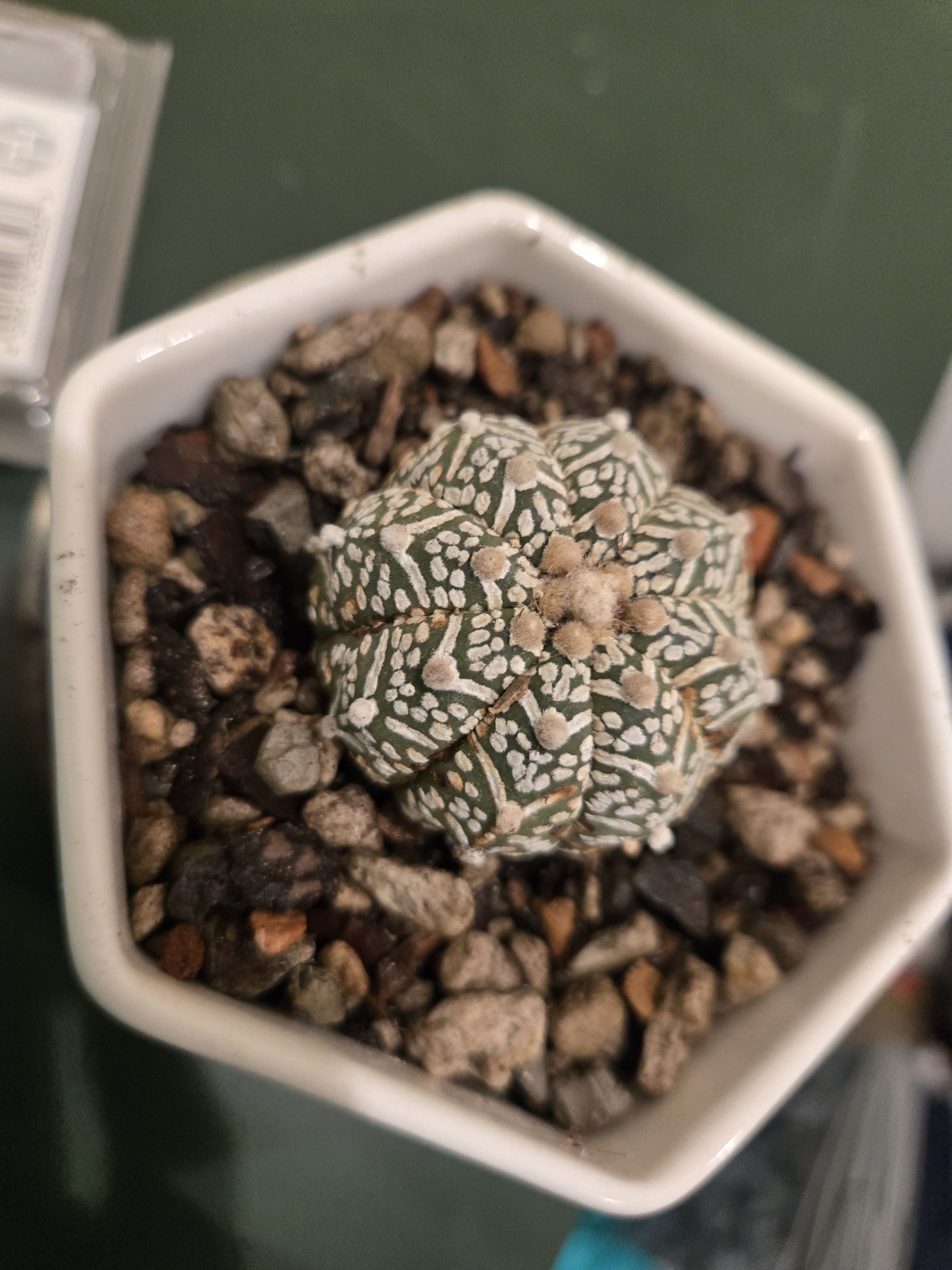 Photo of the plant species Sea Urchin Cactus by @KineticBucaneve named Bruce Lee on Greg, the plant care app