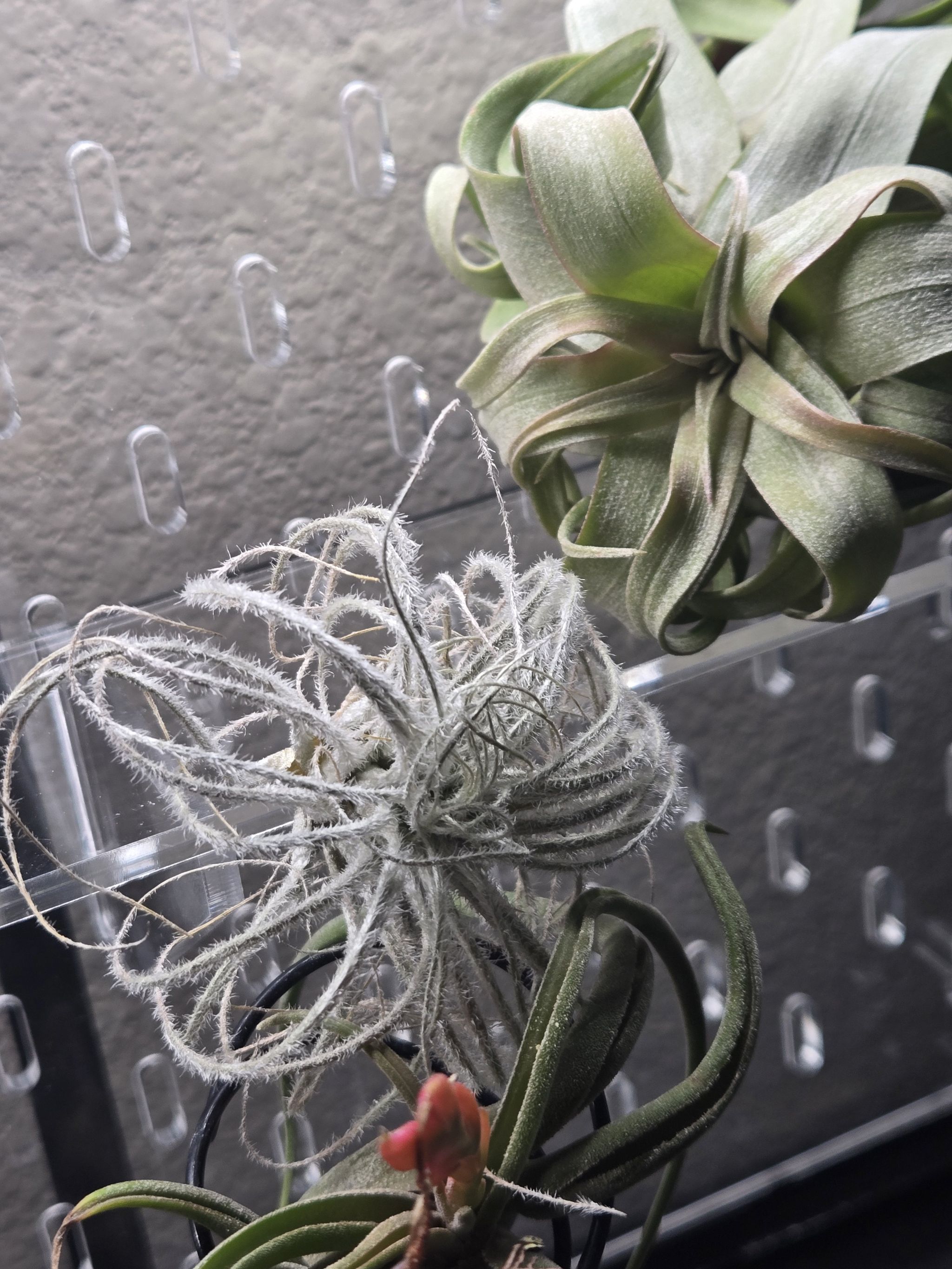 Photo of the plant species Fuzzy Snowball by @KineticBucaneve named Bigleef Smalls on Greg, the plant care app