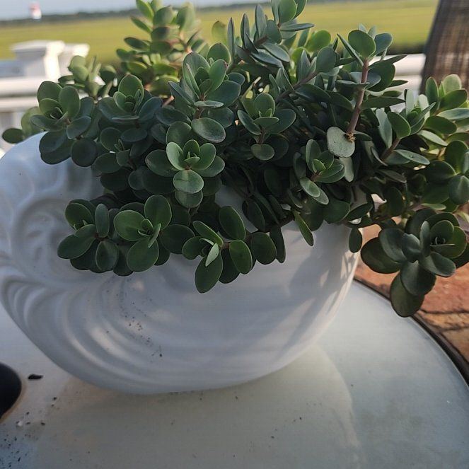Photo of the plant species Lime Zinger Stonecrop by @BentonKoa38 named Harmony on Greg, the plant care app
