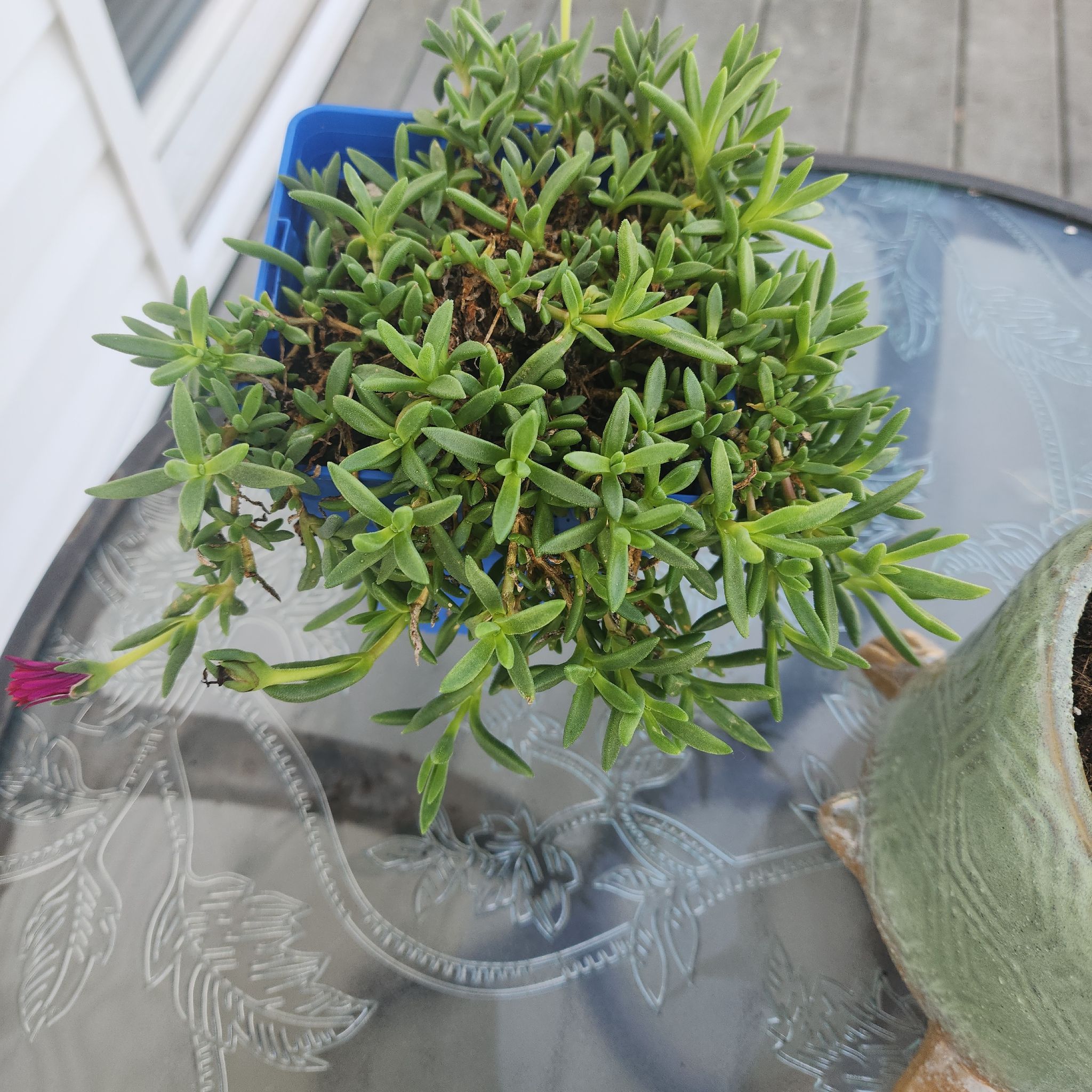 Photo of the plant species Delosperma 'Red Mountain Flame' by @BentonKoa38 named Marilyn on Greg, the plant care app