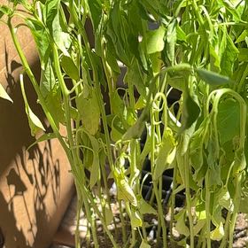 Photo of the plant species Hungarian Wax Pepper by @KeyHedera77 named Taylor Swift on Greg, the plant care app