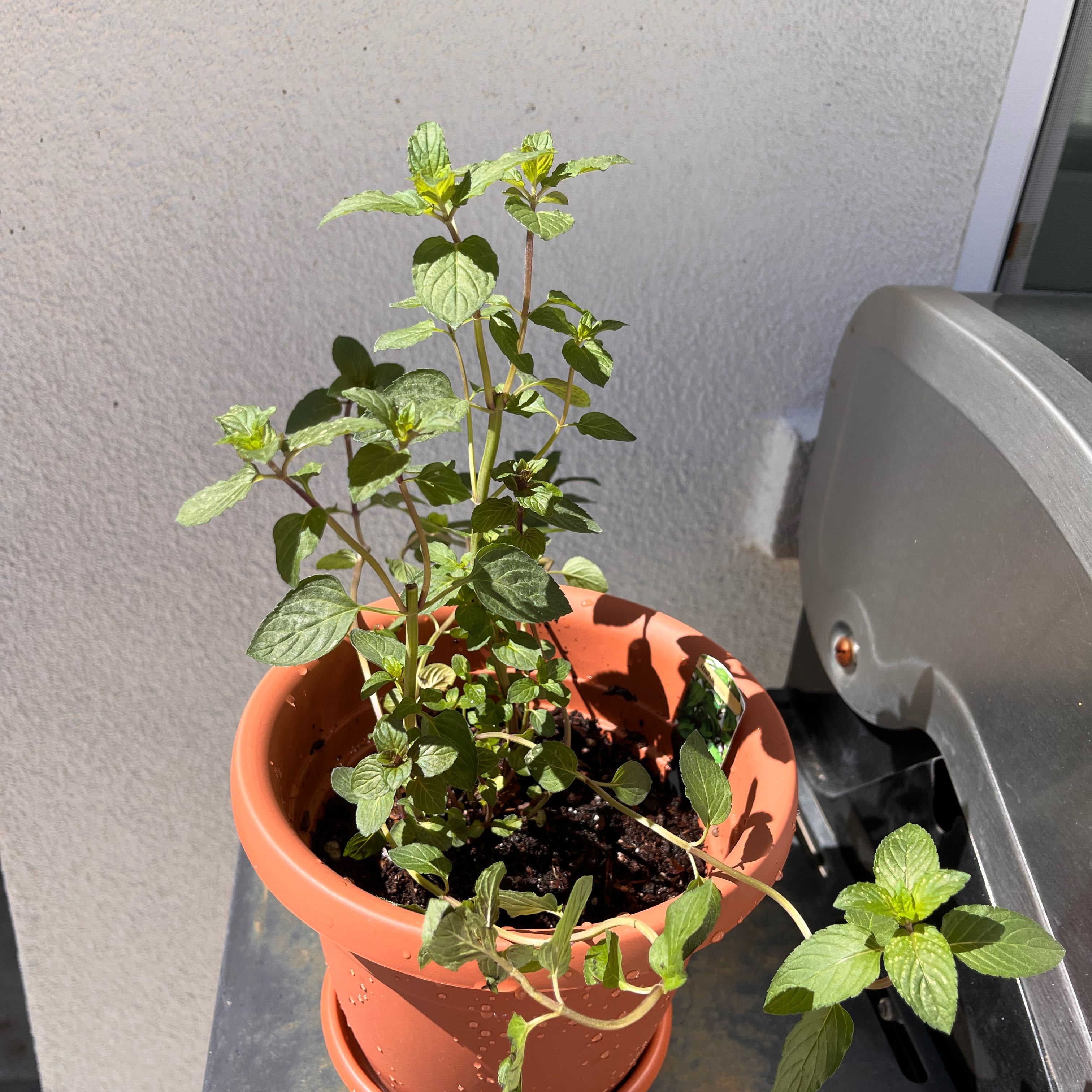 Photo of the plant species Peppermint by @StirringKaro21 named Maya on Greg, the plant care app