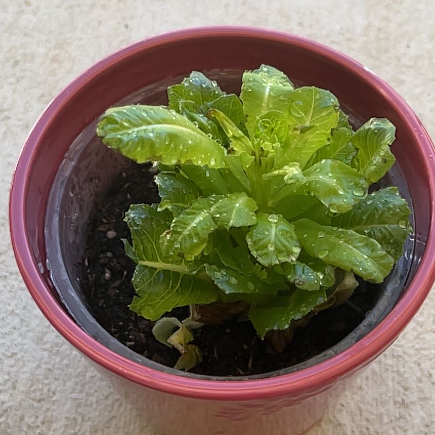 Photo of the plant species Romaine Lettuce by @StirringKaro21 named Kesha on Greg, the plant care app