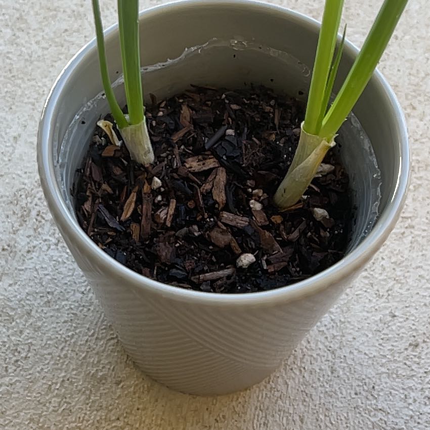 Photo of the plant species Brown Onion by @StirringKaro21 named Anne on Greg, the plant care app