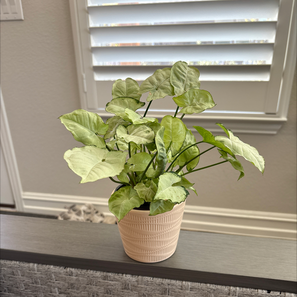 Photo of the plant species Syngonium 'Silver Pearl' by @Saro0899 named Draco on Greg, the plant care app