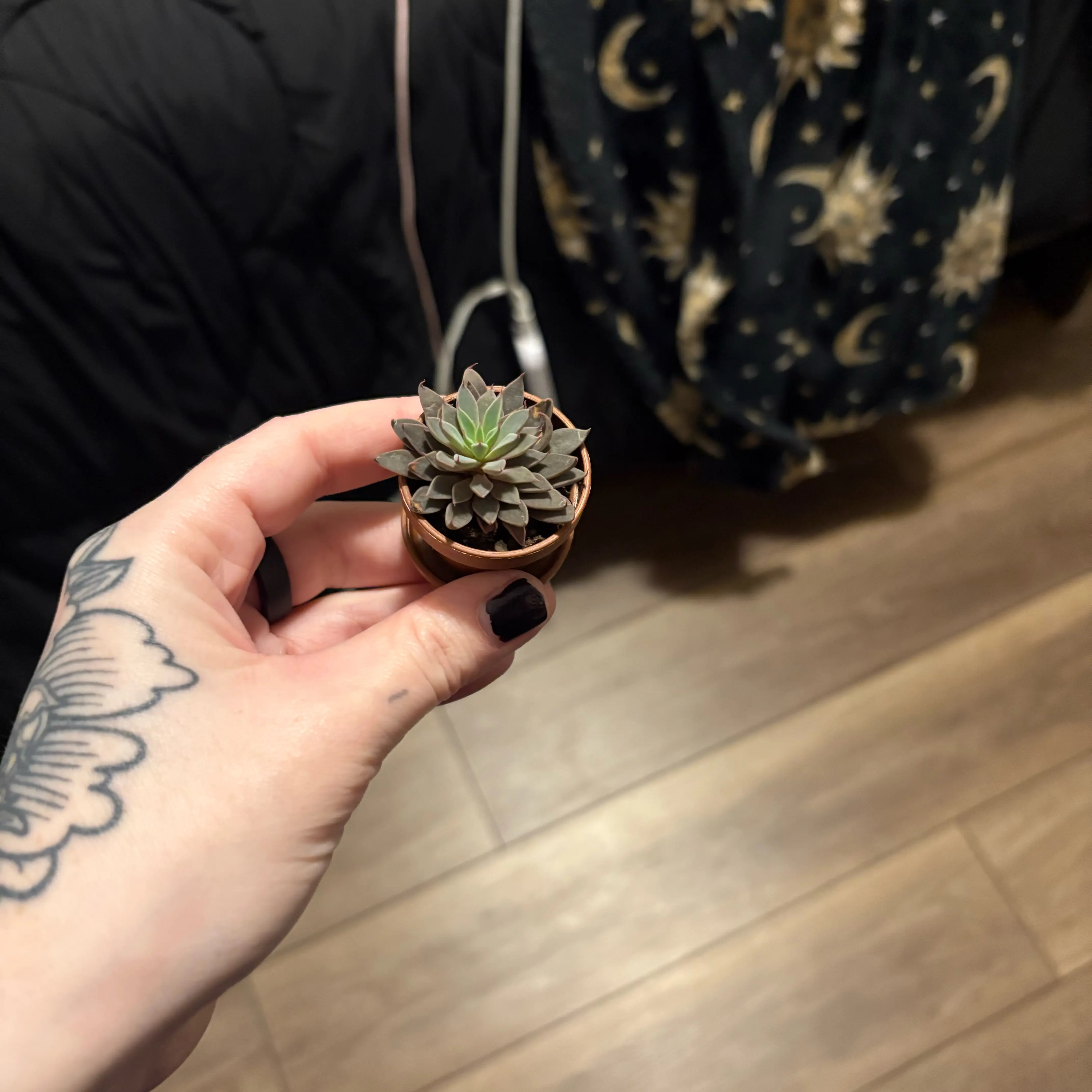 Photo of the plant species succulent by @Saro0899 named Kit on Greg, the plant care app